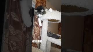 Kitten Batman/USA/Котенок Бетмен/США/#shorts #nebelung