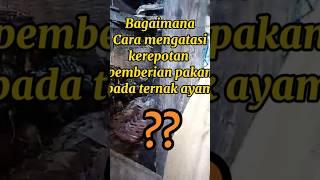 Solusi atasi kerepotan pemberian pakan dan minum ternak ayam -TIPI LOR'PINTU| inspirasi  #short