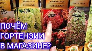 Обзор саженцев в магазине ,Гортензии ,Розы ,Клематисы .Цена зимой 2025г.