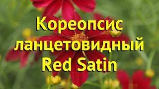 Кореопсис ланцетовидный Рэд Сатин. Краткий обзор, описание coreopsis lanceolata Red Satin