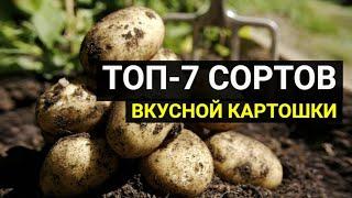 Эти сорта картофеля удивят вас своим вкусом! Семь лучших сортов урожайной и вкусной картошки