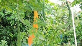 Over View Of My Terrace Garden & Result Of Bitter Gourd