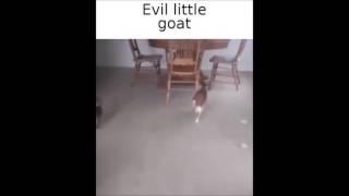 Evil Little Spartan Goat