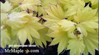 AUREUM GOLDEN FULL MOON JAPANESE MAPLE