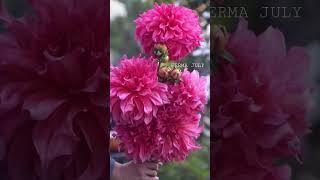 Геогрины Айлендер для вашего торжества #flowers #dahlias #farming #farm #grow #bloom #gardening