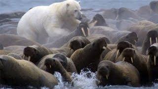 Polar Bear vs Walrus colony | BBC Planet Earth | BBC Studios