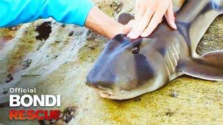 Port Jackson Shark Visits the Kid's Pool | Best of Bondi Rescue