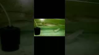 Online Fish Shopping in India / Fish Tank for SALE -Call Anil 9210090877 #trending #viral #shorts 11