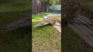 Orinoco Crocodile Eating Chickens. #shorts #youtubeshorts #venezuela #florida #crocodile s dile