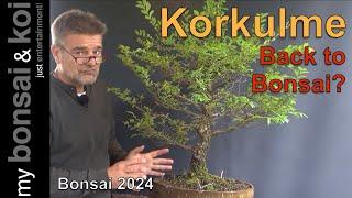 Bonsai 2024-61 - Korkulme - Back to Bonsai?