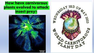How have carnivorous plants evolved to attack insect prey?
