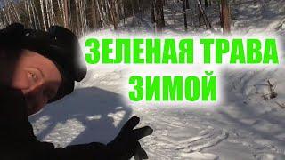 ЭТО СТОИТ УВИДЕТЬ ! Зеленая трава зимой ! тайга варяг 550 Polaris LX