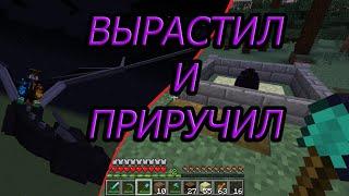 ПРИРУЧИЛ ДРАКОНА В MINECRAFT | КАК ВЫРАСТИТЬ И ПРИРУЧИТЬ ДРАКОНА В МАЙНКРАФТ