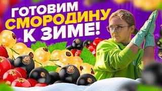 ГОТОВИМ СМОРОДИНУ к ЗИМЕ! ОБРЕЗКА, ПОДКОРМКА, УКРЫТИЕ