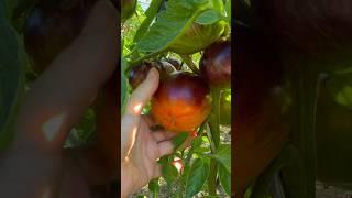 Tomate „Alice‘s Dream“ /Томат «Мечта Алисы» #garden #tomate #томаты #anthocyanin #антоциан