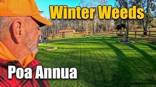 Winter Lawn Weeds , Poa Annua and Pre Emergent