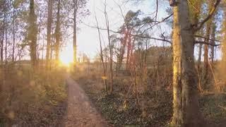 Chew Valley Lakes Virtual Woodland Walk - 360 Video (1) - 4K