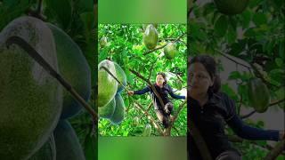 harvesting avocado and goes to the market sell #bushcraft #fruit #producebox #cooking #tropicalfruit
