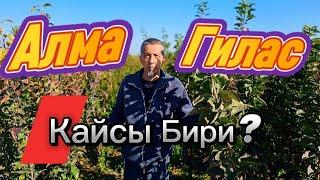 Гилас Жана Алма Кочоттор Даяр... Бак Сыры:+996555887633