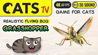 GAME FOR CATS - 3D flying bug 🪲 4K  60FPS [CAT TV]