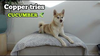 FUNNY Mini Husky Rates Cucumber After Tasting For First Time | Alaskan Klee Kai