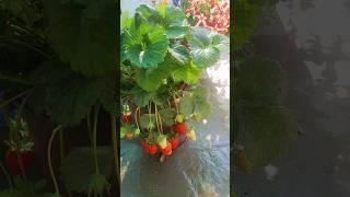 strawberry #gardening #youtubeshorts #plantcaretips #viral #shorts s