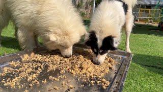 Adorable puppy keeps smiling while eating in kennel at shelter