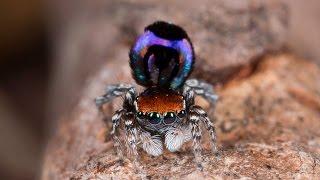 Peacock Spider 18 (Maratus robinsoni)