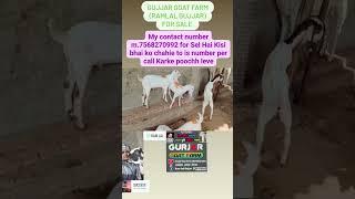 gujjar goat farm (Ramlalgujjar)