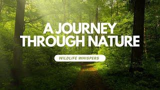 Wildlife Whispers: A Journey Through Nature