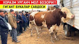 ХОРАЗМ УРГАНЧ МОЛ БОЗОРИ ГИГАНТ БУКАЛАР САВДОСИ 10-НОЯБР !!! ХОРАЗМ БОЗОР