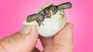 Where Baby Turtles & Tortoises Hatch at Garden State Tortoise!