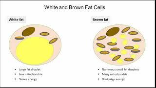Transcriptional Control of Adipose Tissue Phenotype