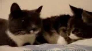 The Two Talking Cats (Russian Subtitles)