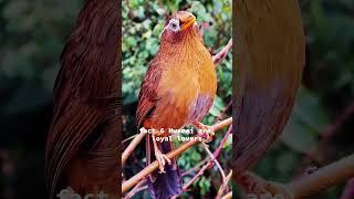 10 unique facts about the hwamei bird (Garrulax Canorus)-Asias singing Superstar #birdsounds