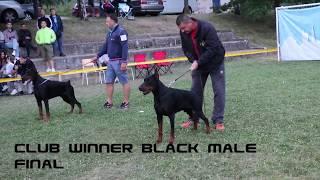 EUROPEAN DOBERMANN ALL STAR GRAND PRIX - SERBIA - CLUB WINNER BLACK MALE