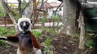 Coquerel's sifaka explore new Primate Canopy Trails at Saint Louis Zoo