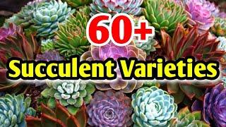 World's most beautiful Succulent varieties #succulents #succulentsforbeginners #lipshaworld