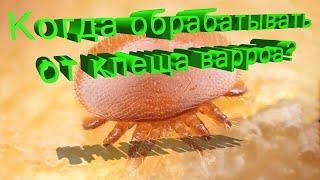 Профессор Кашковский: Когда обрабатывать от клеща?