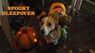 HALLOWEEN SLEEPOVER - Topi the Corgi