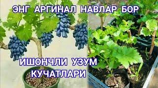 Узум  Кучатлар 2024