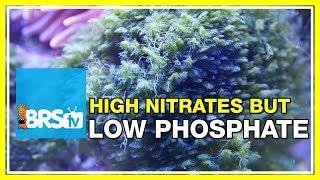 FAQ #42 Why are my nitrates high but phosphates low? | 52 FAQ