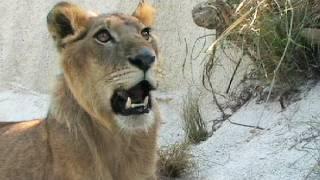 Lion vs Black Mamba 01, deadly venomous snake encounter with lion