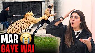 Tiger attack Me|| Buhat Mushqil Sy Bacha