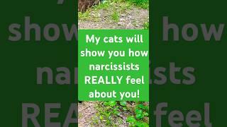 Narcissists do not want your love nor have love to give‼️ #narcissists #facts #truth #love #cats