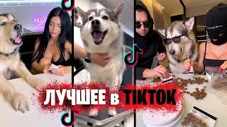 Лучшие Tik Tok приколы про собак хаски / Тренды из Тик Ток 2022 HUSMUT