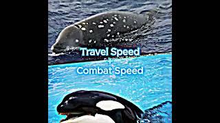 Orca vs Baird's Beaked Whale