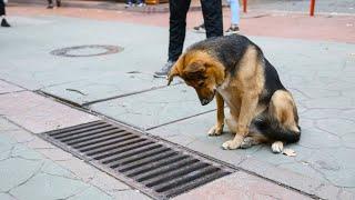 The dog looked into the sewer every day. People were shocked when they opened the hatch!