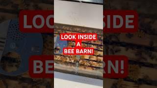 This Is The Way. #beebarn #beekeeping #bees #beehive @broodminder @vinofarm