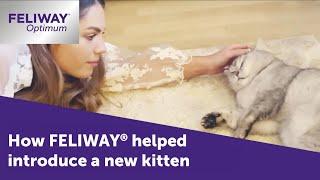 Cats Fighting? See how FELIWAY Optimum helped with this new kitten introduction